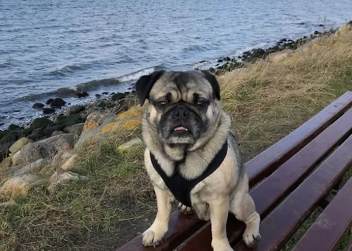 Semesterbostad Reetdachkate Wackerballig